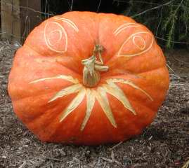 Stem nose Pumpkin ,  Nipomo Pumpkin Patch, carving idea